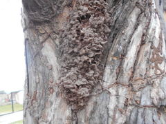 Insecta
