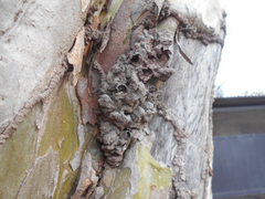 Insecta