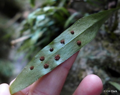 Loxogramme dictyopteris