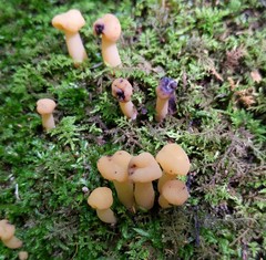 Hypomyces leotiicola