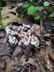 Thelephora penicillata