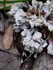 Thelephora penicillata