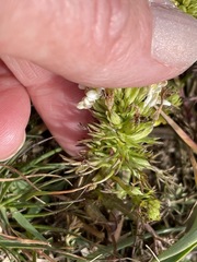 Triphysaria floribunda