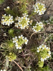 Triphysaria floribunda