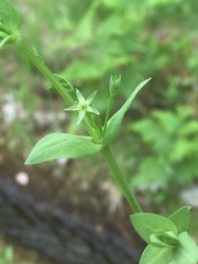 Moehringia trinervia