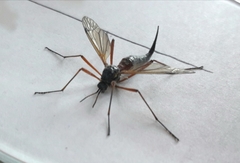 Tanyptera atrata