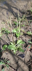 Plantago cordata
