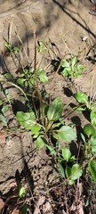 Plantago cordata