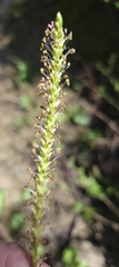 Plantago cordata