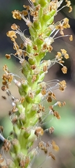 Plantago cordata