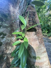 Rhaphidophora