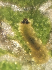 Hypurus bertrandi