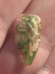 Hypurus bertrandi