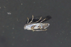 Phyllonorycter hagenii