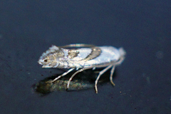 Phyllonorycter hagenii
