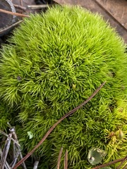 Dicranum condensatum