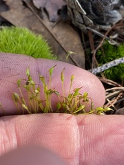 Dicranum condensatum