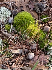 Dicranum condensatum