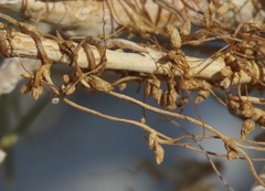 Cuscuta psorothamnensis