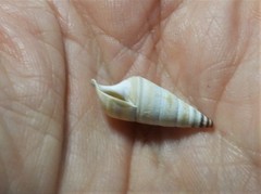 Pleurocera acuta