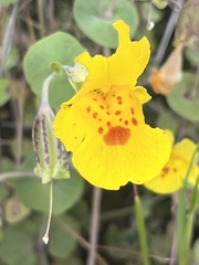 Erythranthe glaucescens