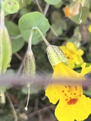 Erythranthe glaucescens