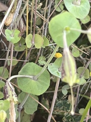 Erythranthe glaucescens