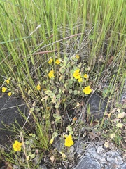 Erythranthe glaucescens