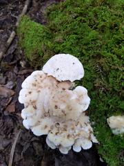 Tyromyces galactinus