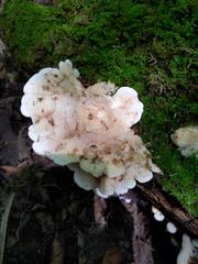 Tyromyces galactinus