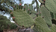 Opuntia lasiacantha