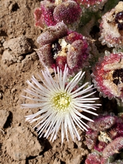 Mesembryanthemum crystallinum