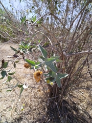 Bahiopsis chenopodina