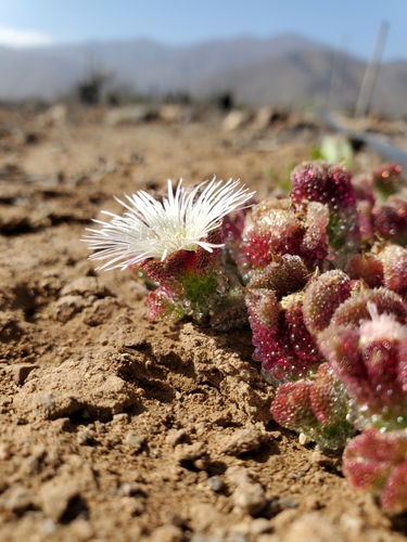 Crystalline ice plant