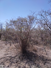 Bahiopsis chenopodina