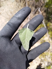 Bahiopsis chenopodina