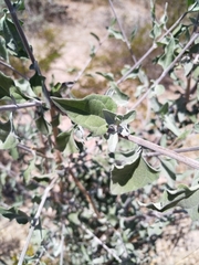 Bahiopsis chenopodina