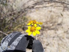 Bahiopsis chenopodina