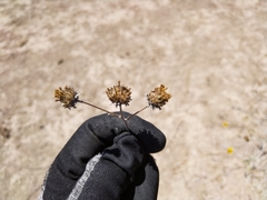 Bahiopsis chenopodina