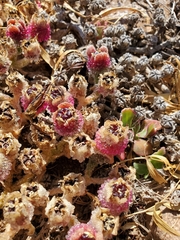 Mesembryanthemum crystallinum