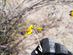 Bahiopsis chenopodina