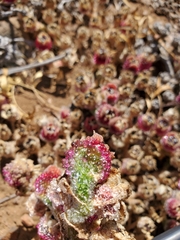 Mesembryanthemum crystallinum