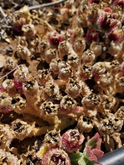 Mesembryanthemum crystallinum