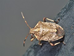 Oncocoris geniculatus