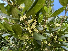 Cyclophyllum coprosmoides coprosmoides