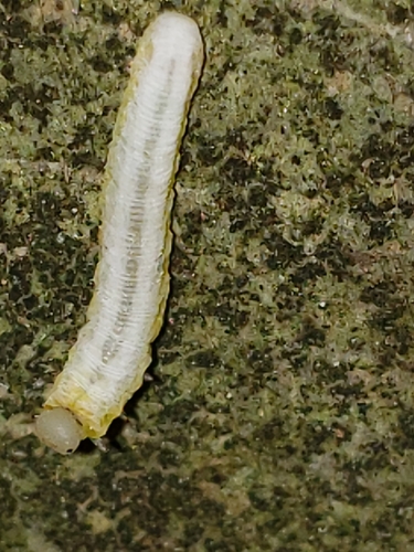 Brownheaded Ash Sawfly photo 4
