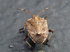 Oncocoris geniculatus