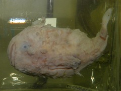 Leatherfin Lumpsucker photo 2