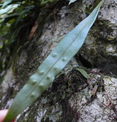 Loxogramme dictyopteris