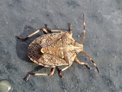 Oncocoris geniculatus